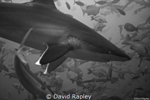 Silvertip shark overhead at a depth of 18m. One of my fir... by David Rapley 